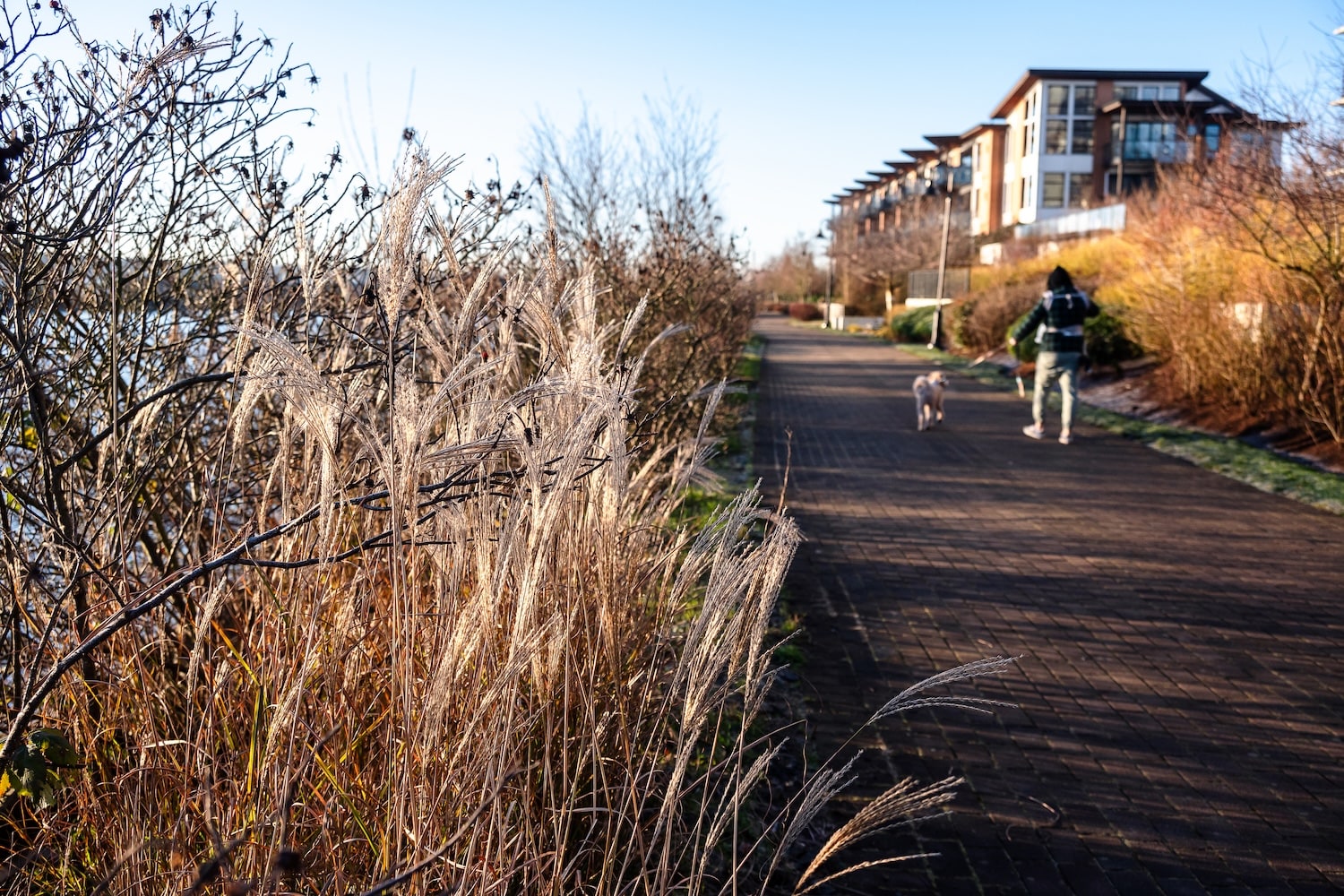 queensborough boardwalk frost dogwalking